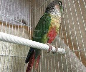 保護鳥の写真