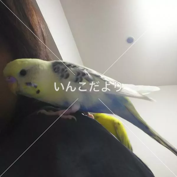 迷い鳥の写真