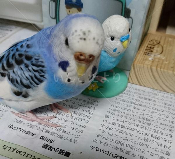 迷い鳥の写真