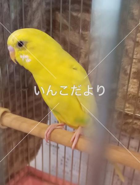 保護鳥の写真