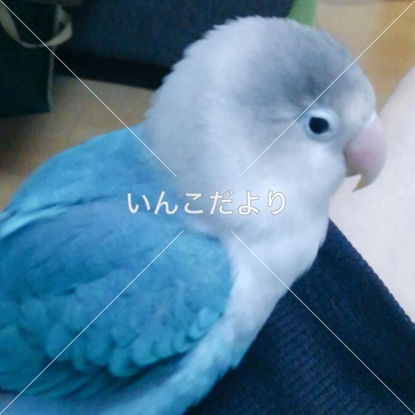 迷い鳥の写真