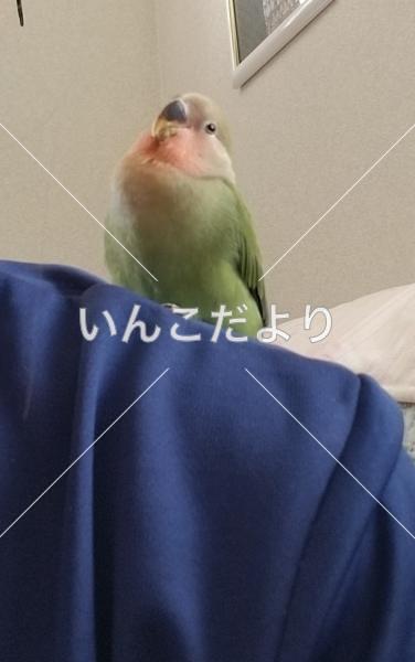 迷い鳥の写真