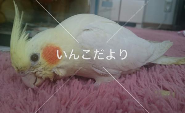 迷い鳥の写真