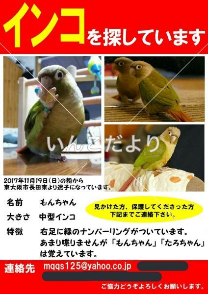 迷い鳥の写真