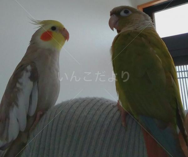 迷い鳥の写真