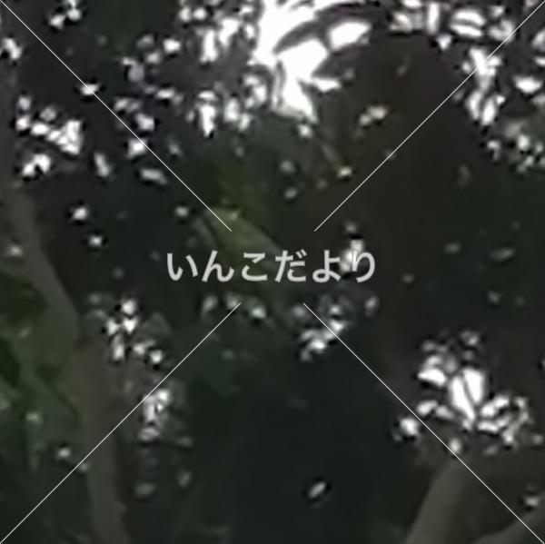 迷い鳥の写真