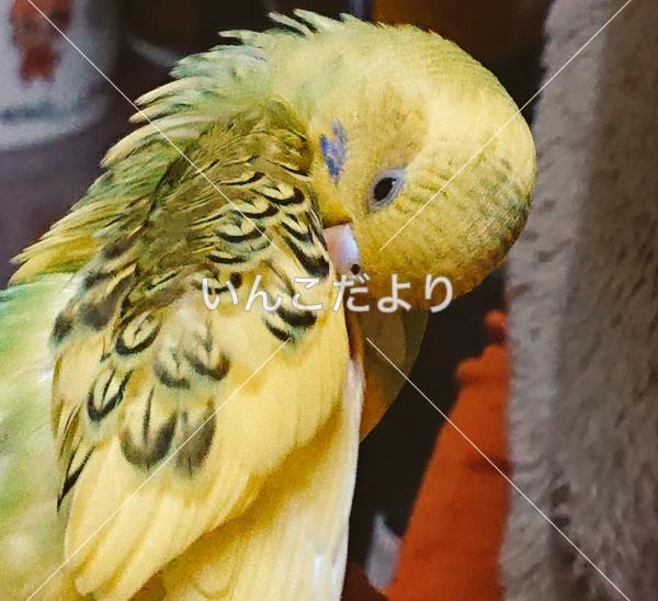 迷い鳥の写真