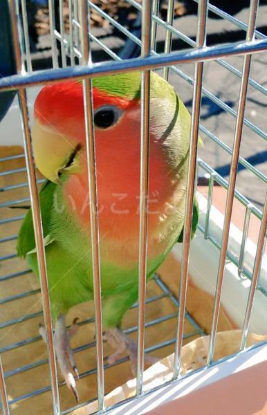 迷い鳥の写真