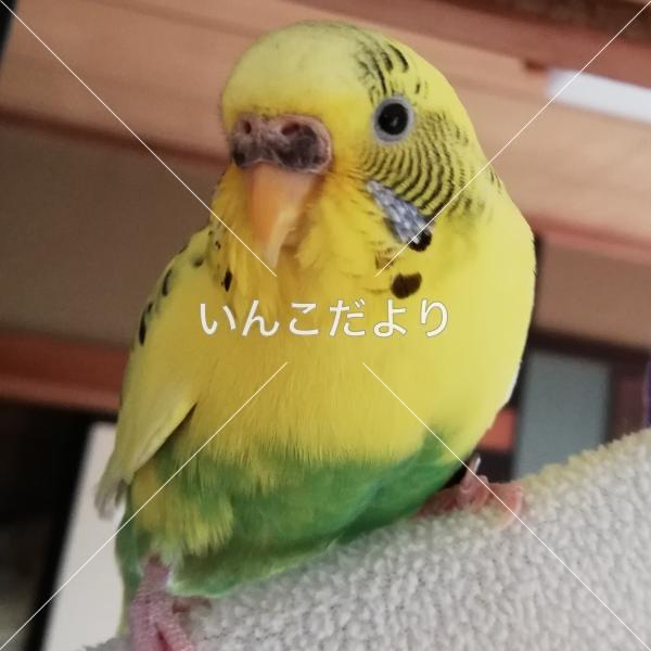 迷い鳥の写真
