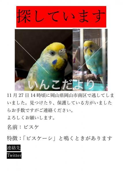 迷い鳥の写真