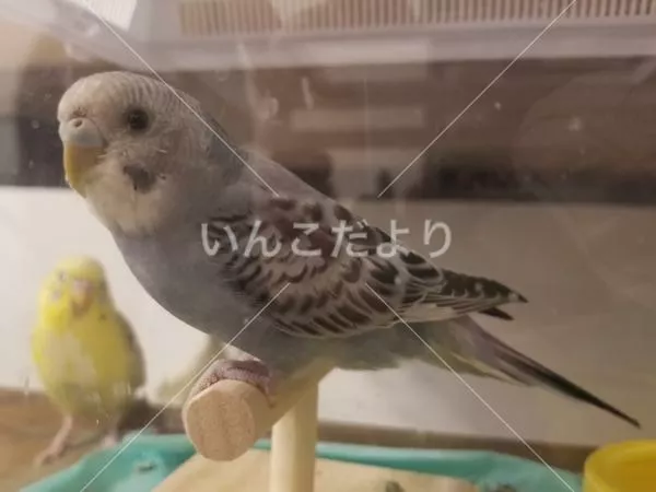 保護鳥の写真