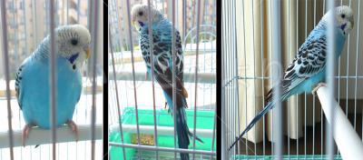 保護鳥の写真