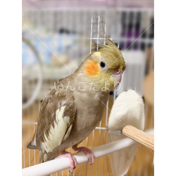 迷い鳥の写真
