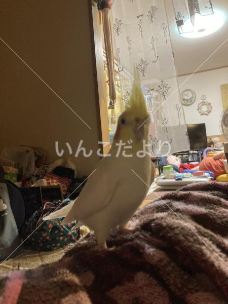 迷い鳥の写真