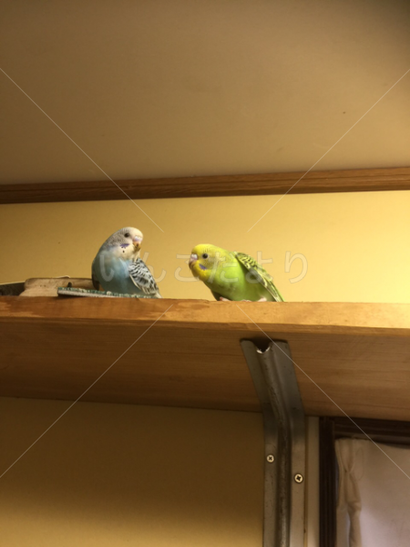 迷い鳥の写真