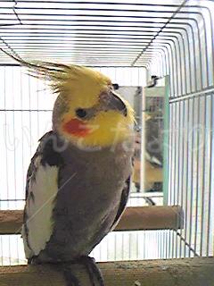 迷い鳥の写真