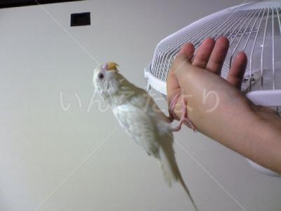 迷い鳥の写真