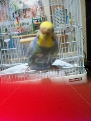 迷い鳥の写真