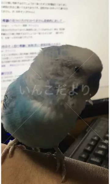 保護鳥の写真