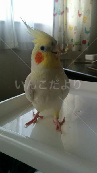 迷い鳥の写真