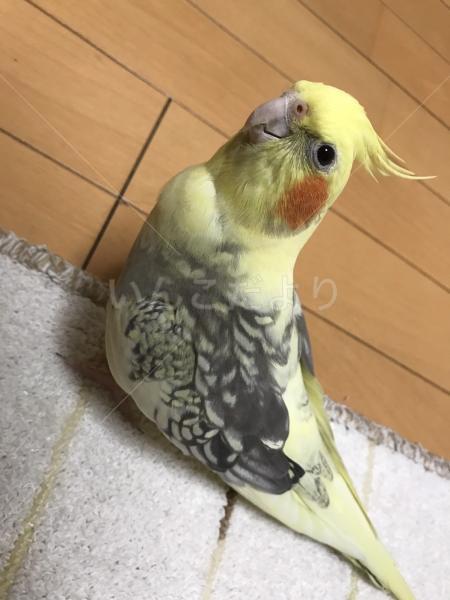 迷い鳥の写真