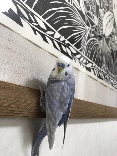迷い鳥の写真