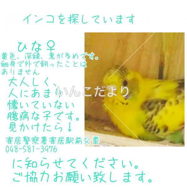 迷い鳥の写真