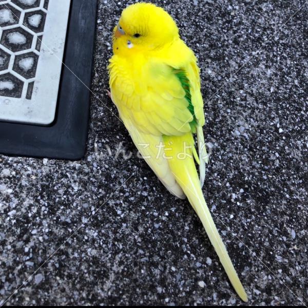 保護鳥の写真