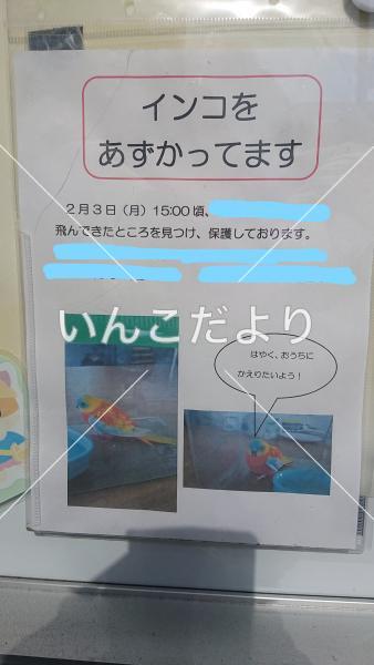保護鳥の写真