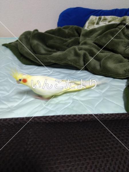 迷い鳥の写真