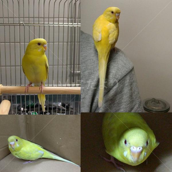 保護鳥の写真