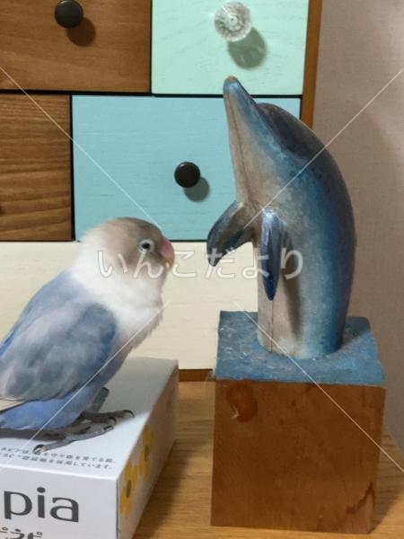 迷い鳥の写真