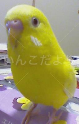 迷い鳥の写真