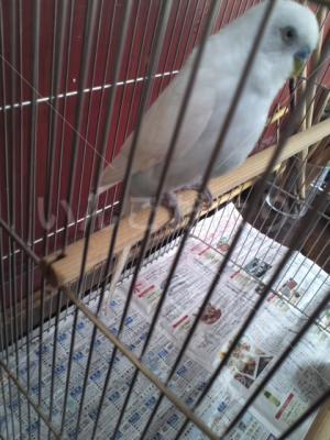 保護鳥の写真