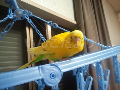 迷い鳥の写真
