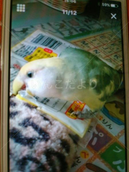 迷い鳥の写真