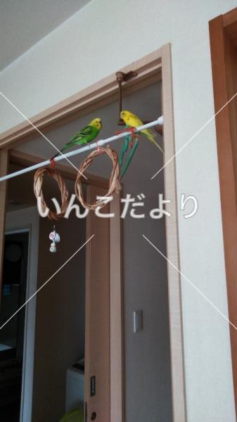 迷い鳥の写真
