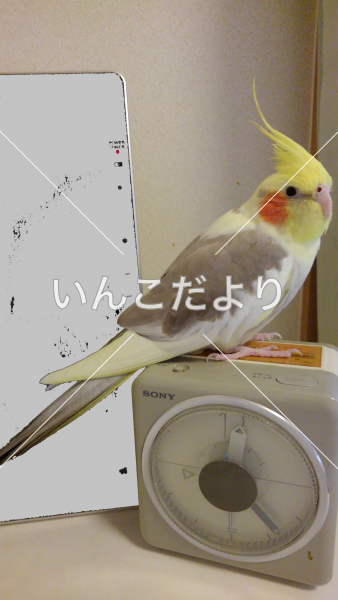 迷い鳥の写真