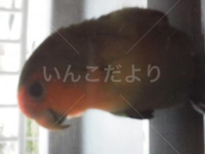 迷い鳥の写真
