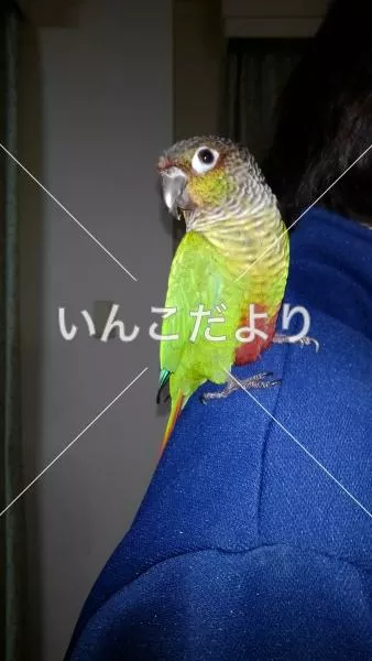 保護鳥の写真