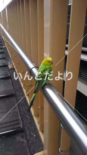 保護鳥の写真