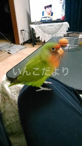 迷い鳥の写真