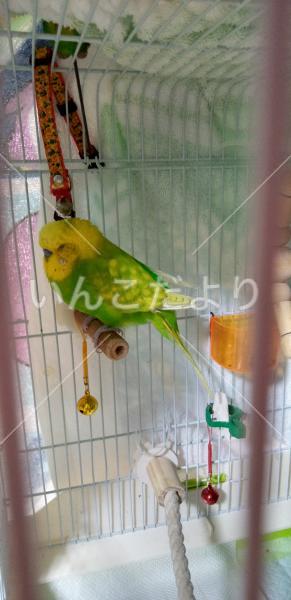 迷い鳥の写真