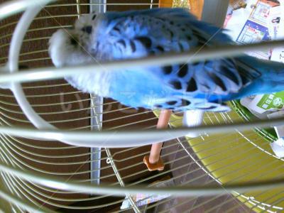 保護鳥の写真