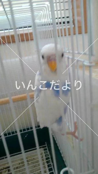 迷い鳥の写真