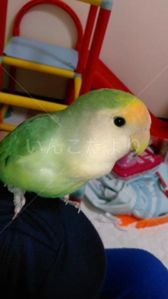 迷い鳥の写真