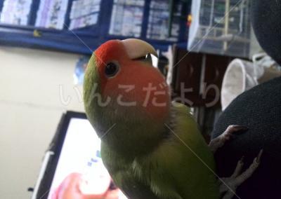 迷い鳥の写真