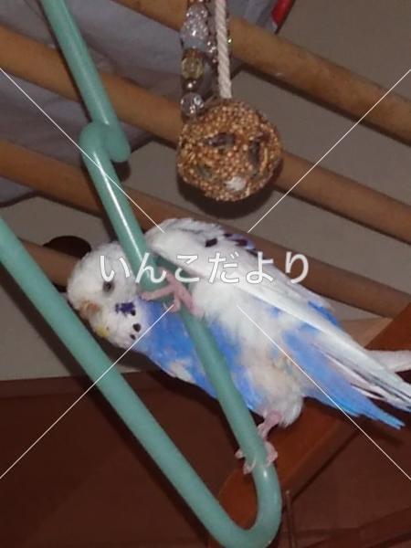 保護鳥の写真
