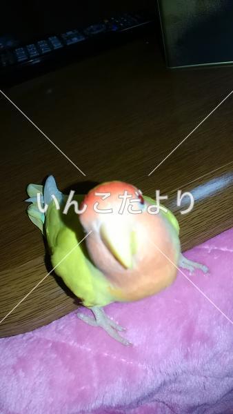 迷い鳥の写真