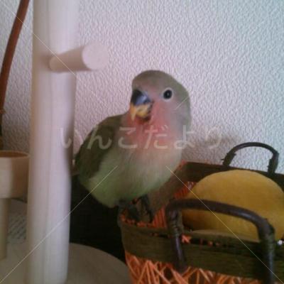 迷い鳥の写真